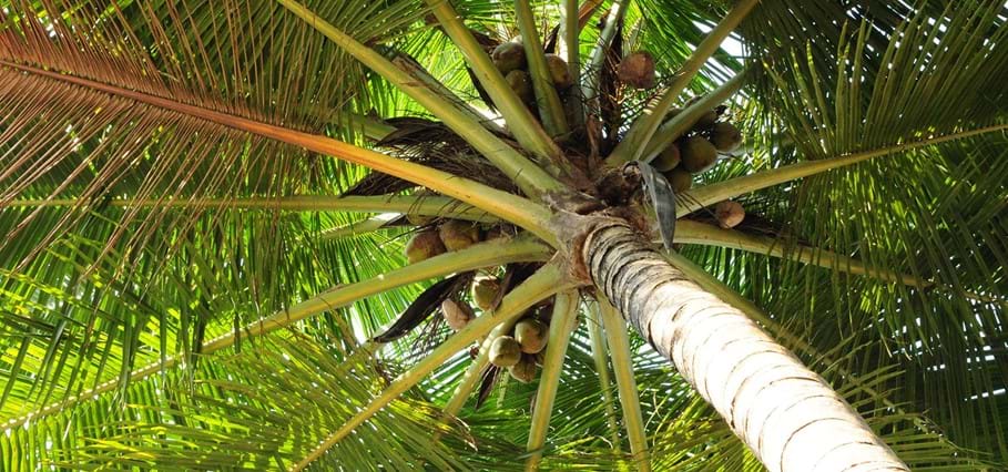 Kokosolie voor snelle energie